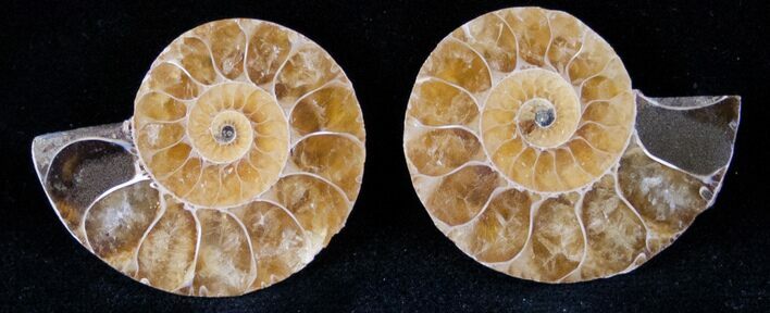 Small Desmoceras Ammonite Pair - #12603